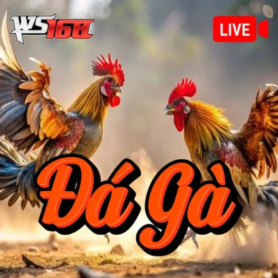 VK88  Đá Gà Livestream